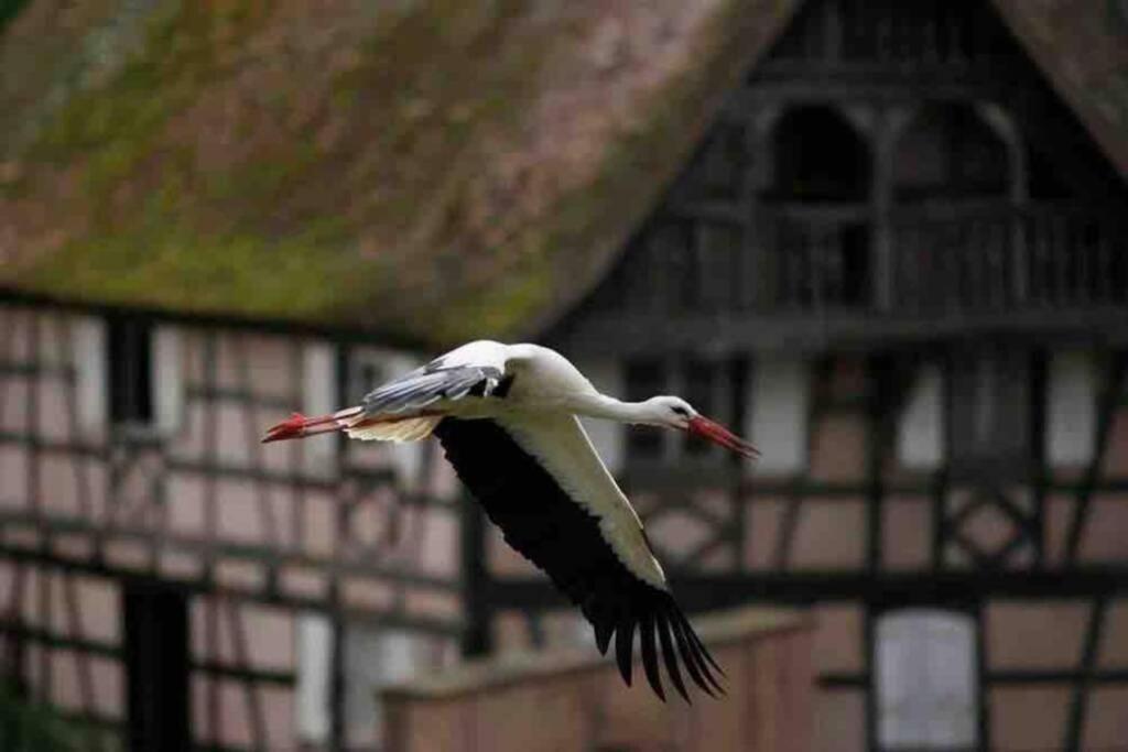Coeur Alsace Leilighet Colmar Eksteriør bilde